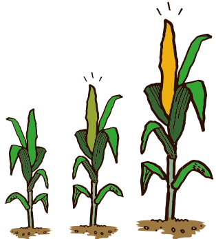 Illustration of growing corn